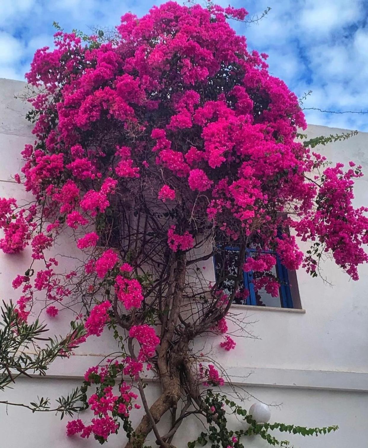 Mare Naxia Hotel Naxos City Экстерьер фото